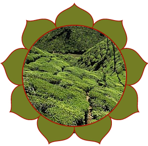 Nilgiri hauts plateaux